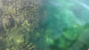 Sayangnya karangnya sedang gak sehat